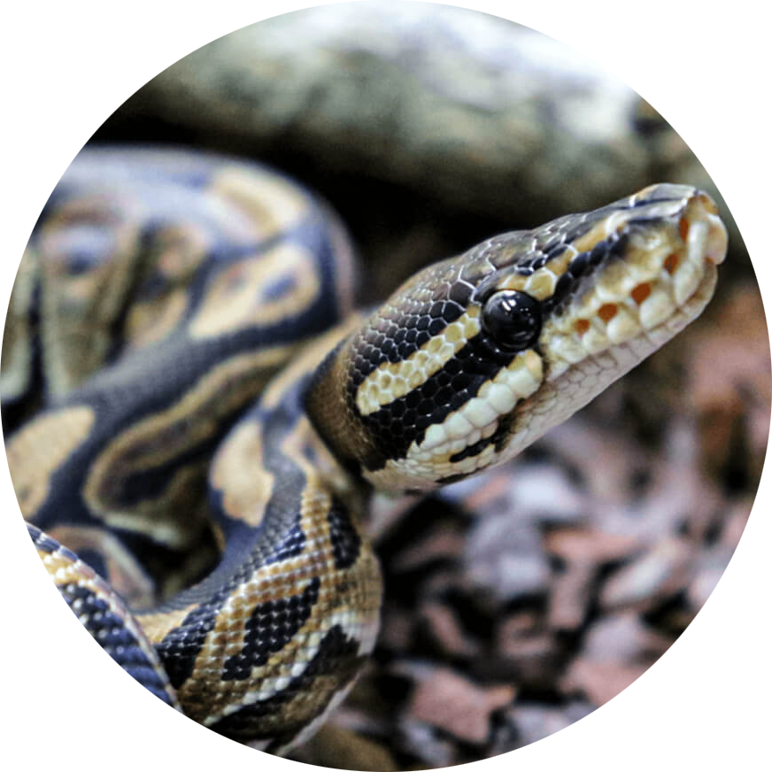 Ball Python