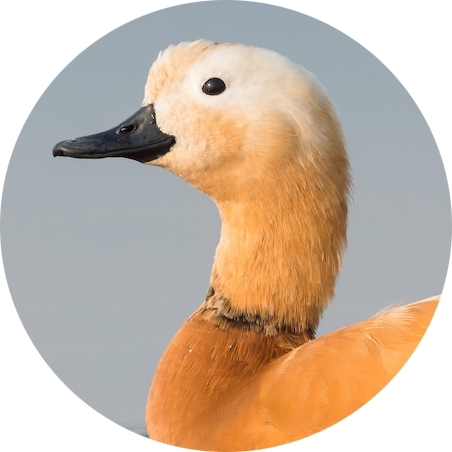 Ruddy Shelduck