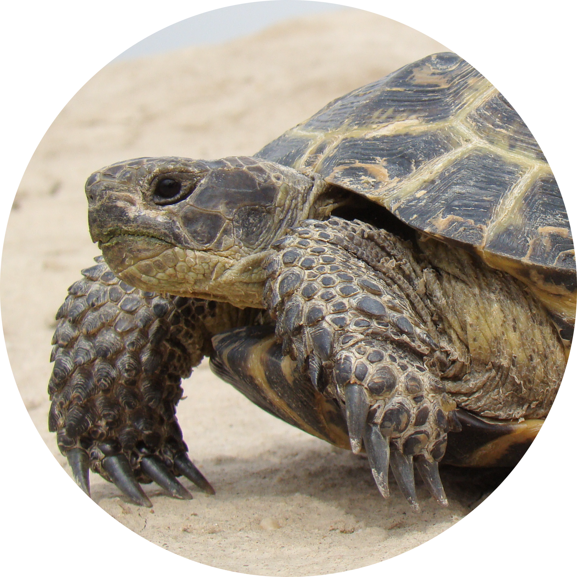 Russian Tortoise