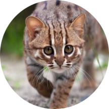 Rusty-spotted Cat