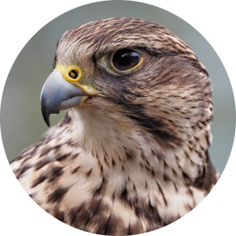 Saker Falcon