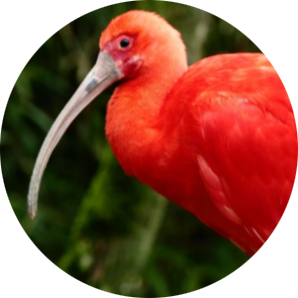 Scarlet Ibis