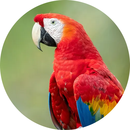 Scarlet Macaw