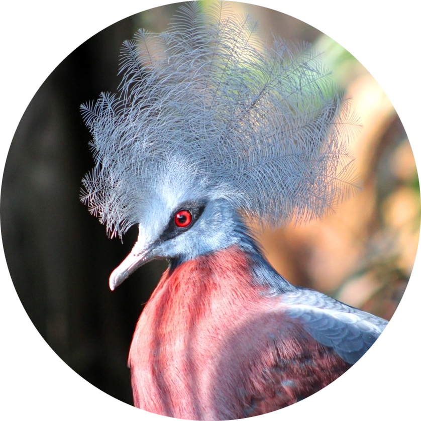Sclater’s Crowned Pigeon