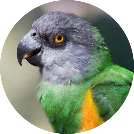 Senegal Parrot