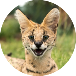 Serval