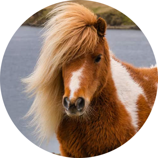 Shetland Pony