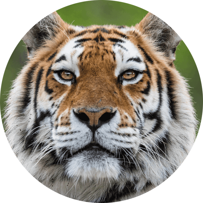 Siberian Tiger