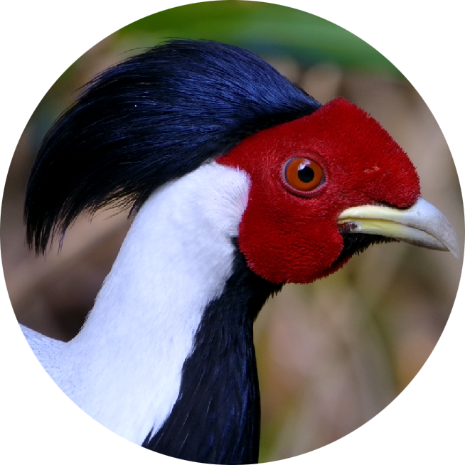 Silver Pheasant