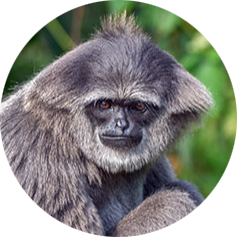 Silvery Gibbon