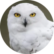 Snowy Owl