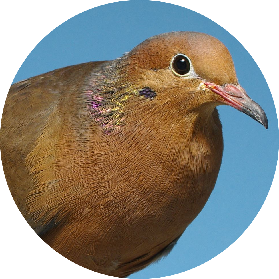 Socorro Dove