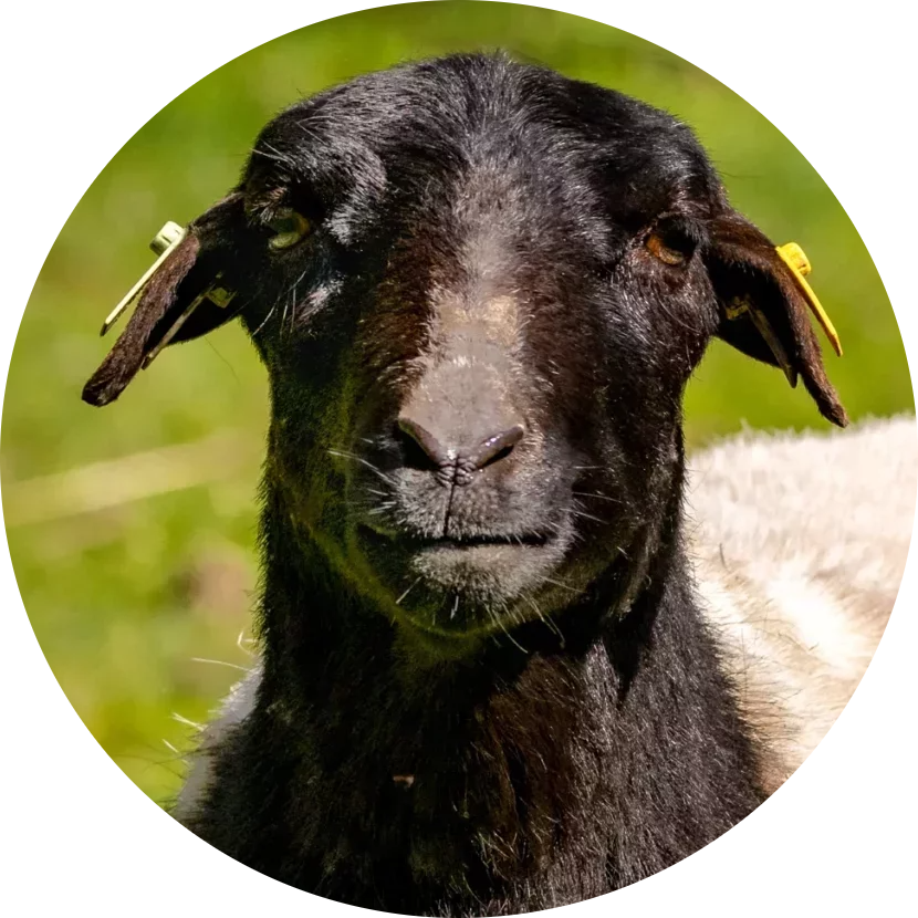 Somali Sheep