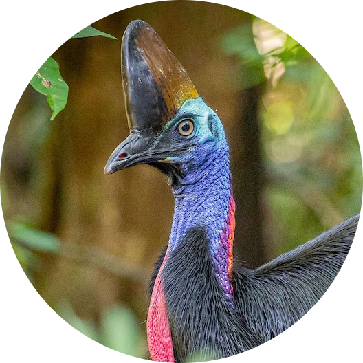 Southern Cassowary