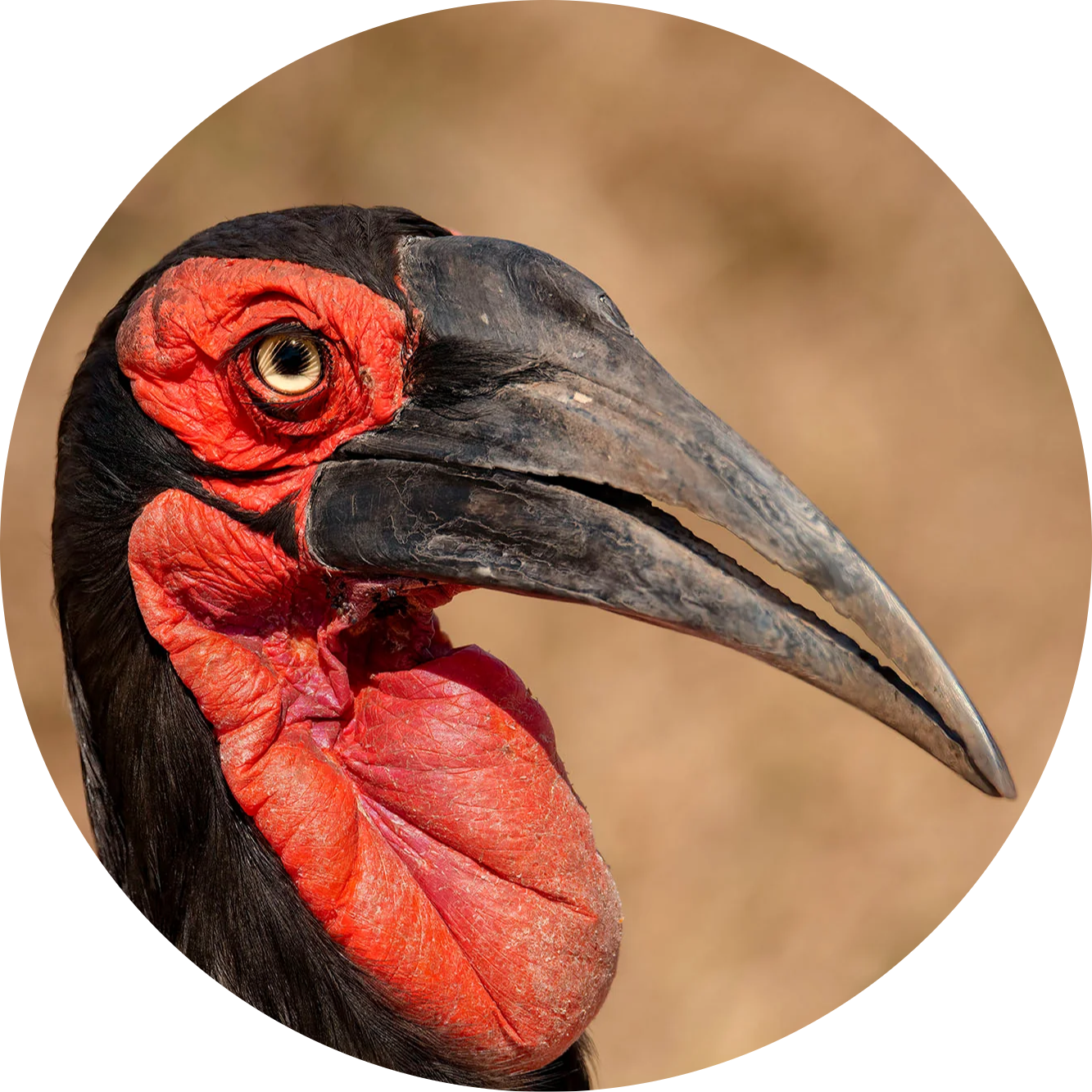 Southern Ground Hornbill