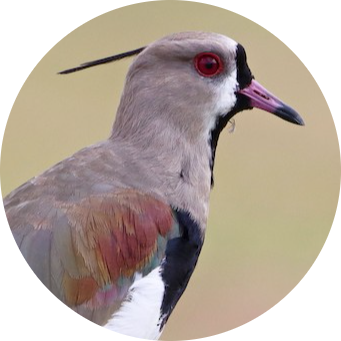 Southern Lapwing