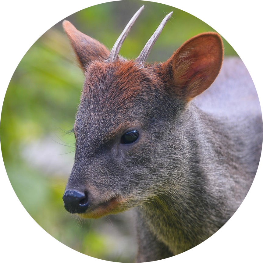 Southern Pudu