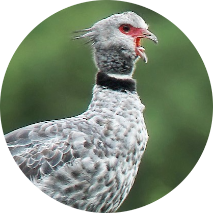 Southern Screamer