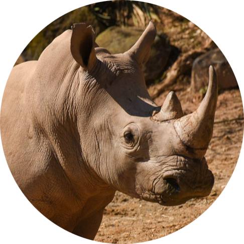 Southern White Rhinoceros