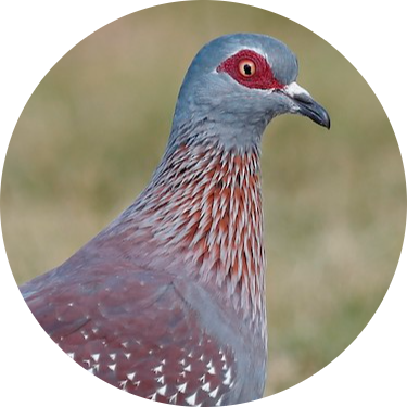 Speckled Pigeon