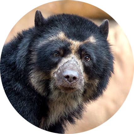 Spectacled Bear