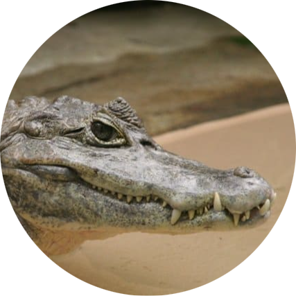 Spectacled Caiman