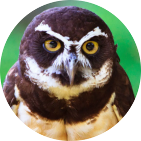 Spectacled Owl