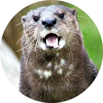 Spotted-necked Otter
