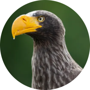 Steller’s Sea Eagle