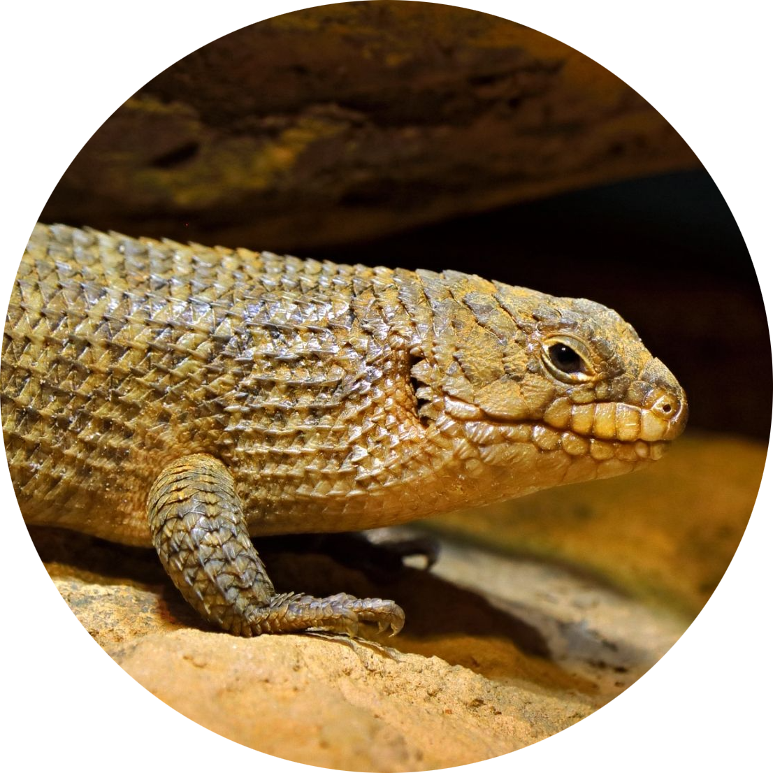 Stokes’s Skink