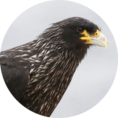 Striated Caracara