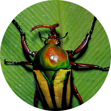 Striped Love Beetle