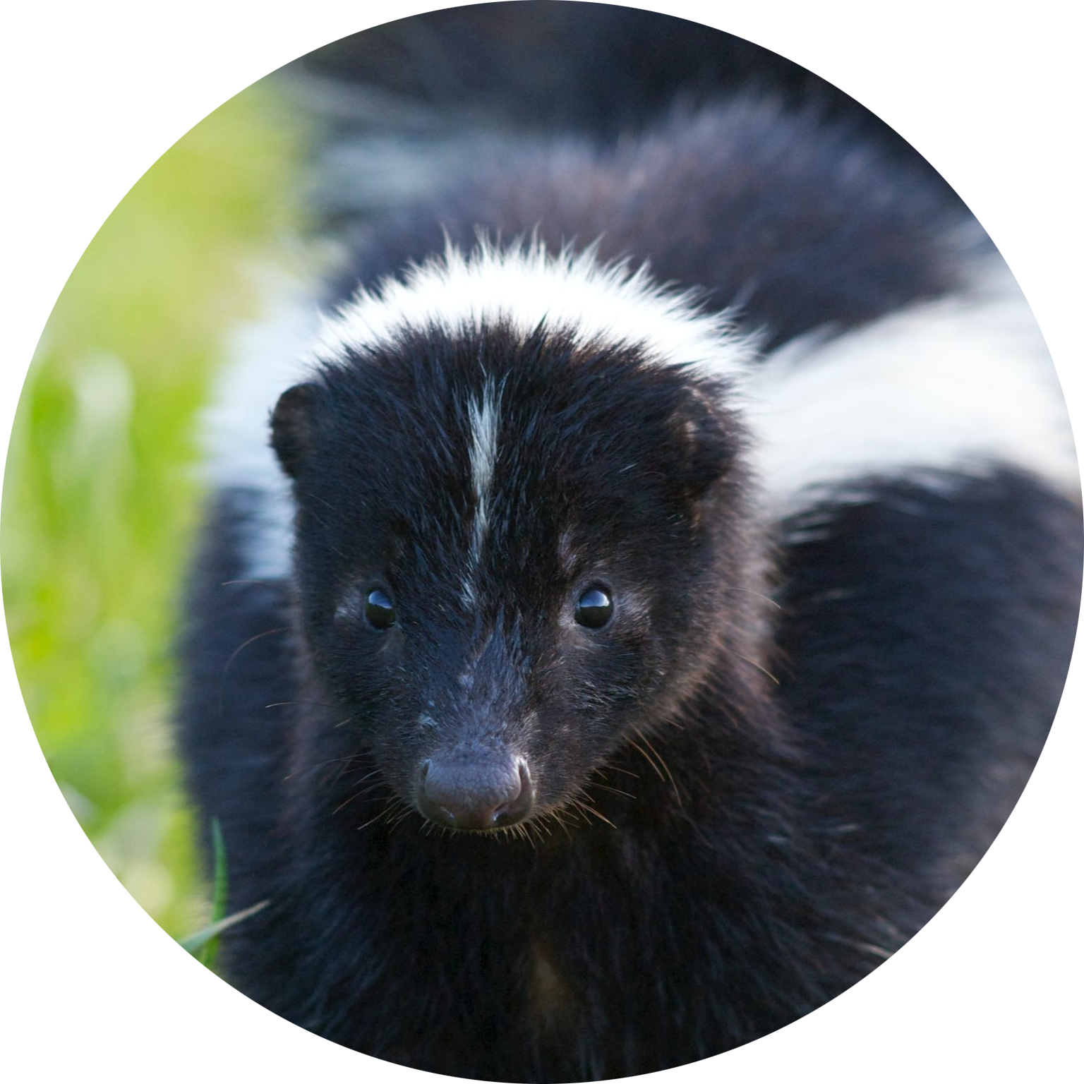 Striped Skunk