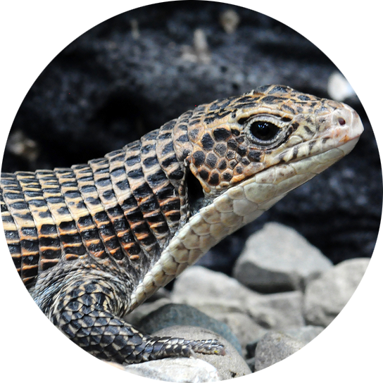 Sudan Plated Lizard