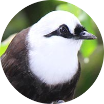 Sumatran Laughingthrush