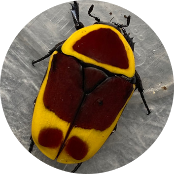 Sun Beetle
