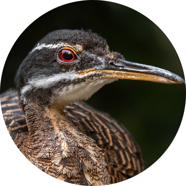 Sunbittern