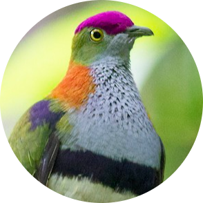 Superb Fruit Dove