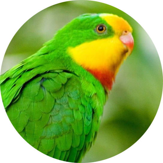 Superb Parrot