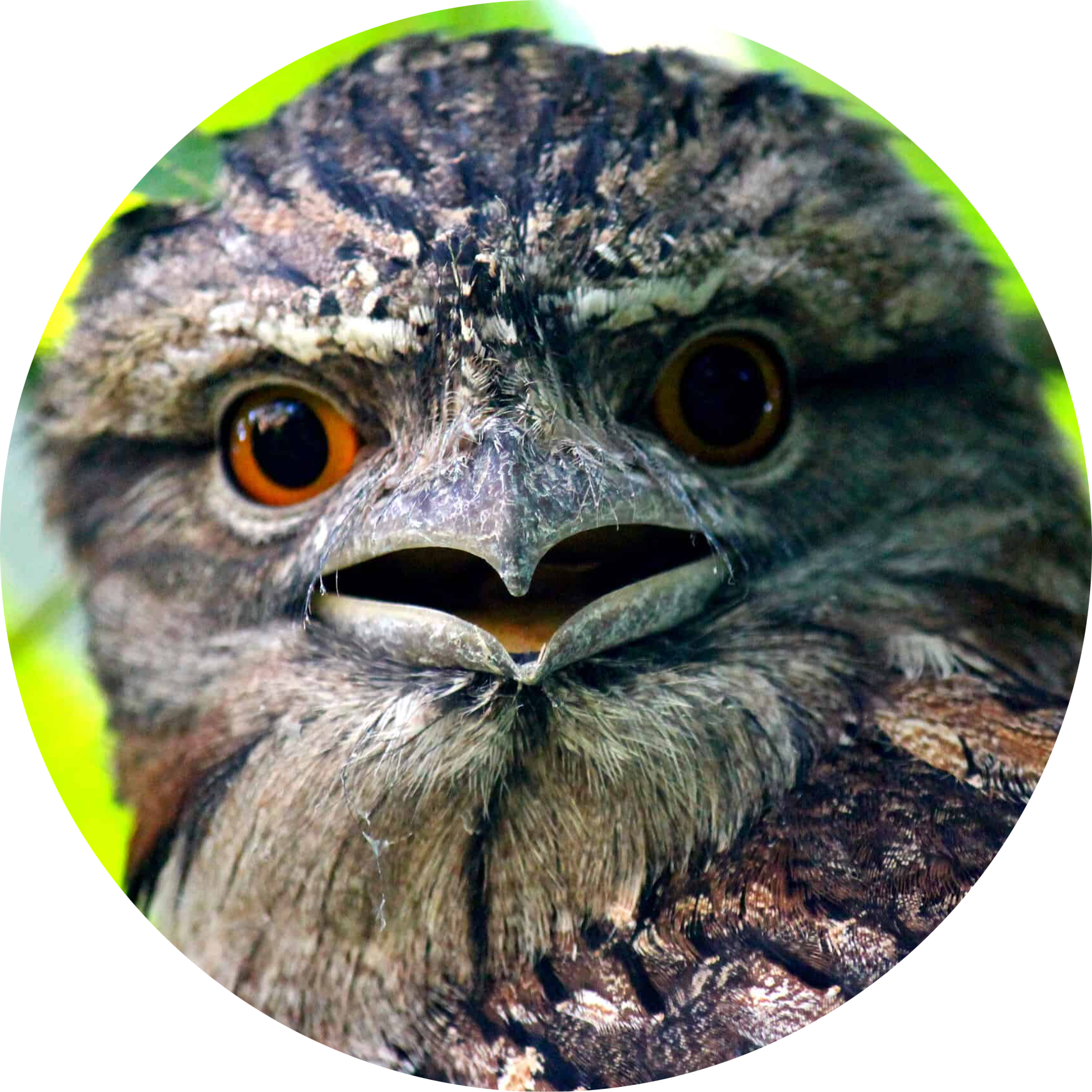 Tawny Frogmouth