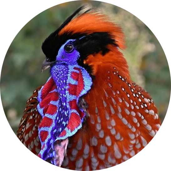 Temminck’s Tragopan