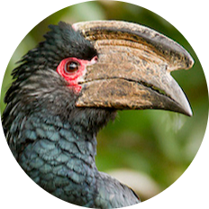 Trumpeter Hornbill