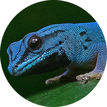 Turquoise Dwarf Gecko