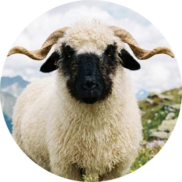 Valais Blacknose Sheep