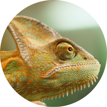 Veiled Chameleon