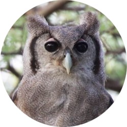 Verreaux’s Eagle-owl