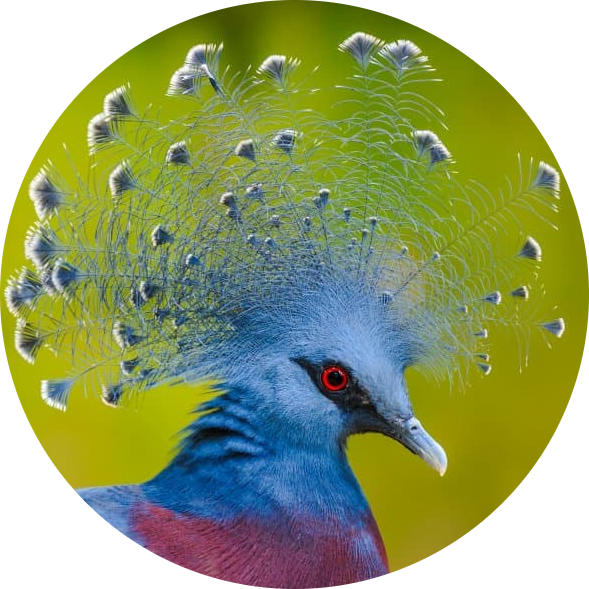 Victoria Crowned Pigeon
