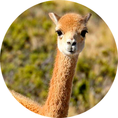 Vicuna