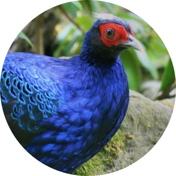 Vietnamese Pheasant