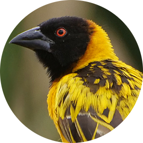 Village Weaver